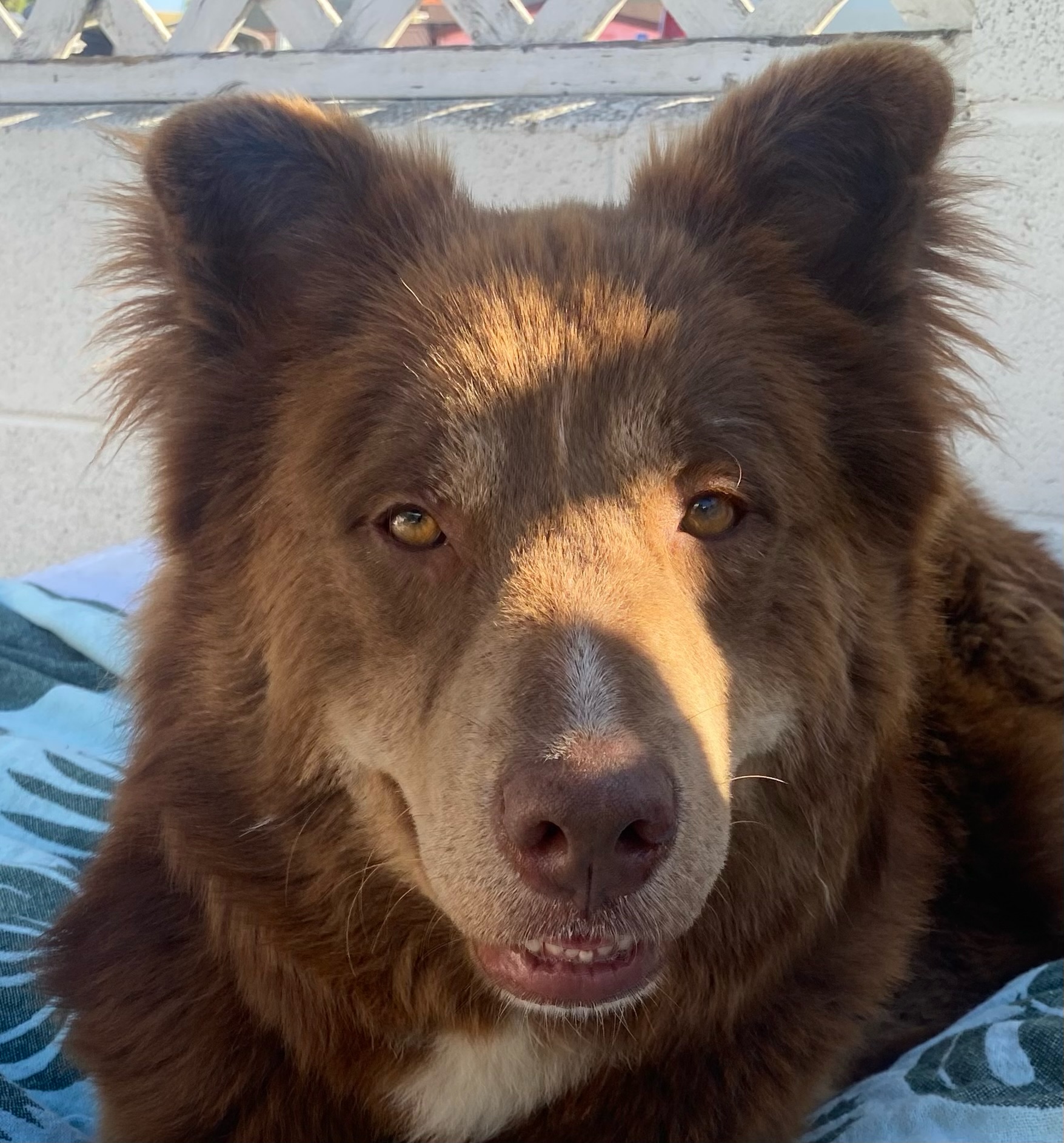 Kodiak