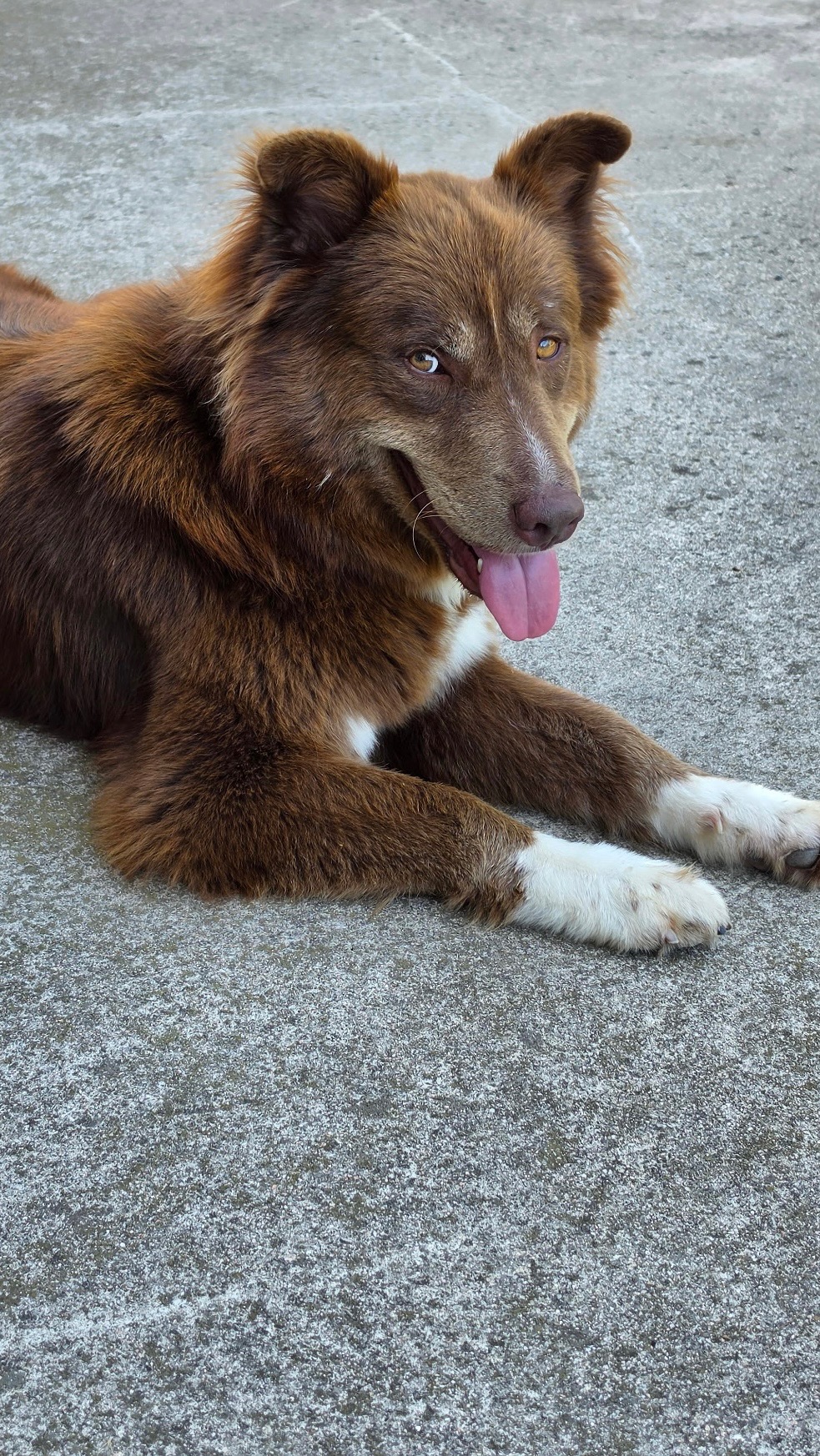 Kodiak