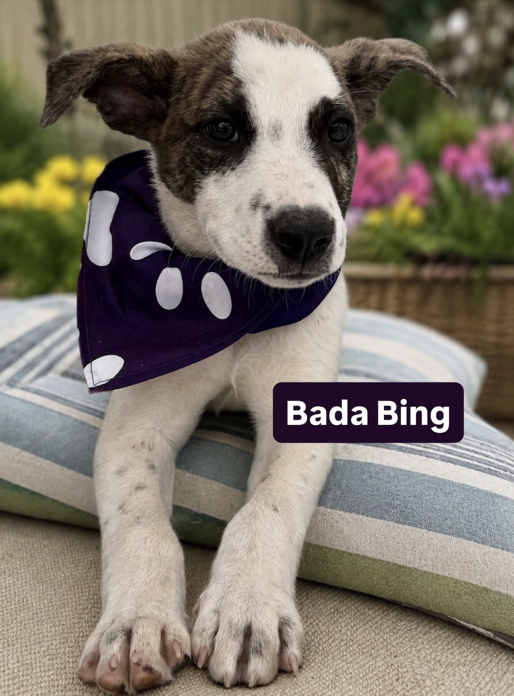 Bada Bing