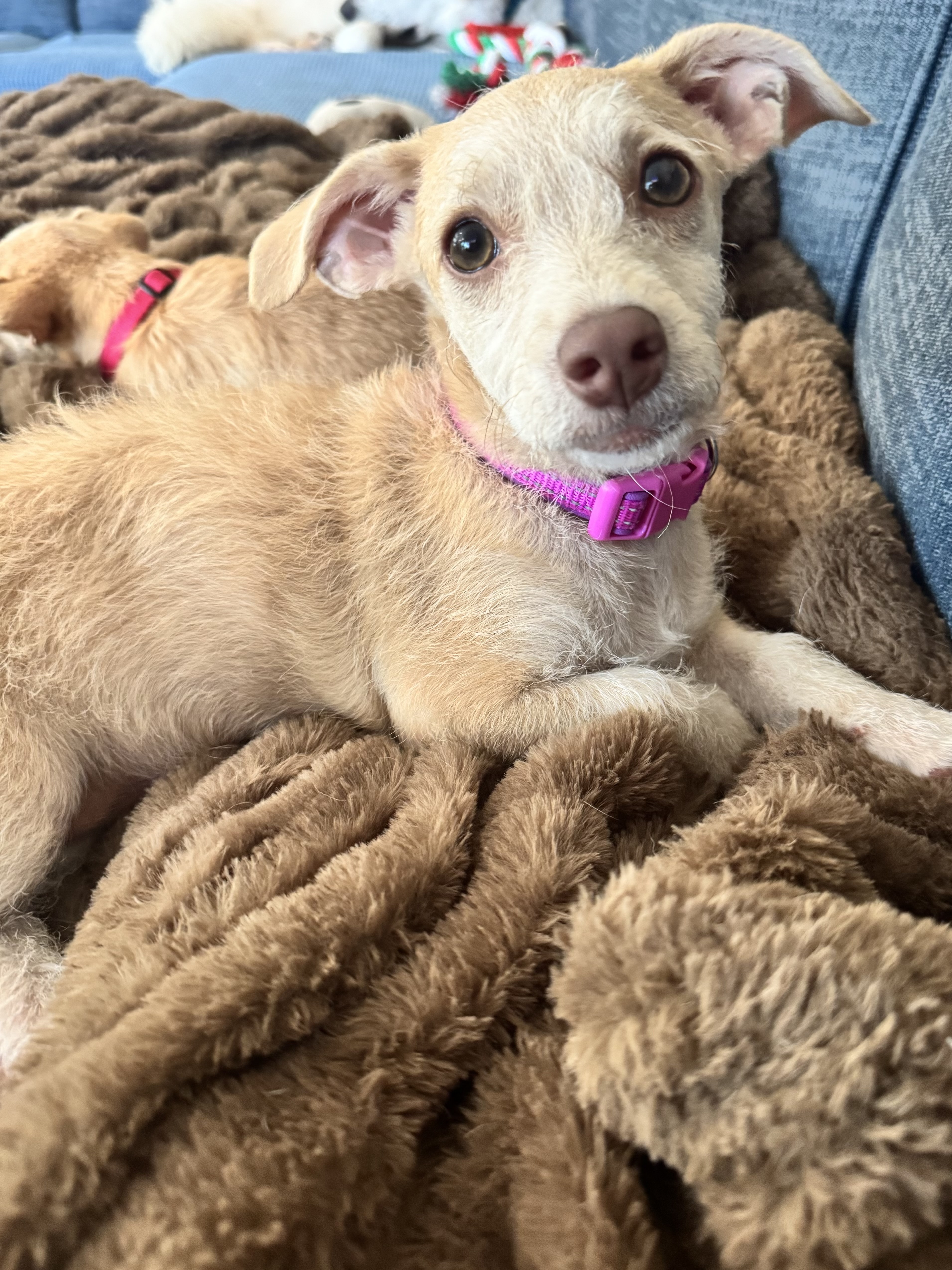 Pixie