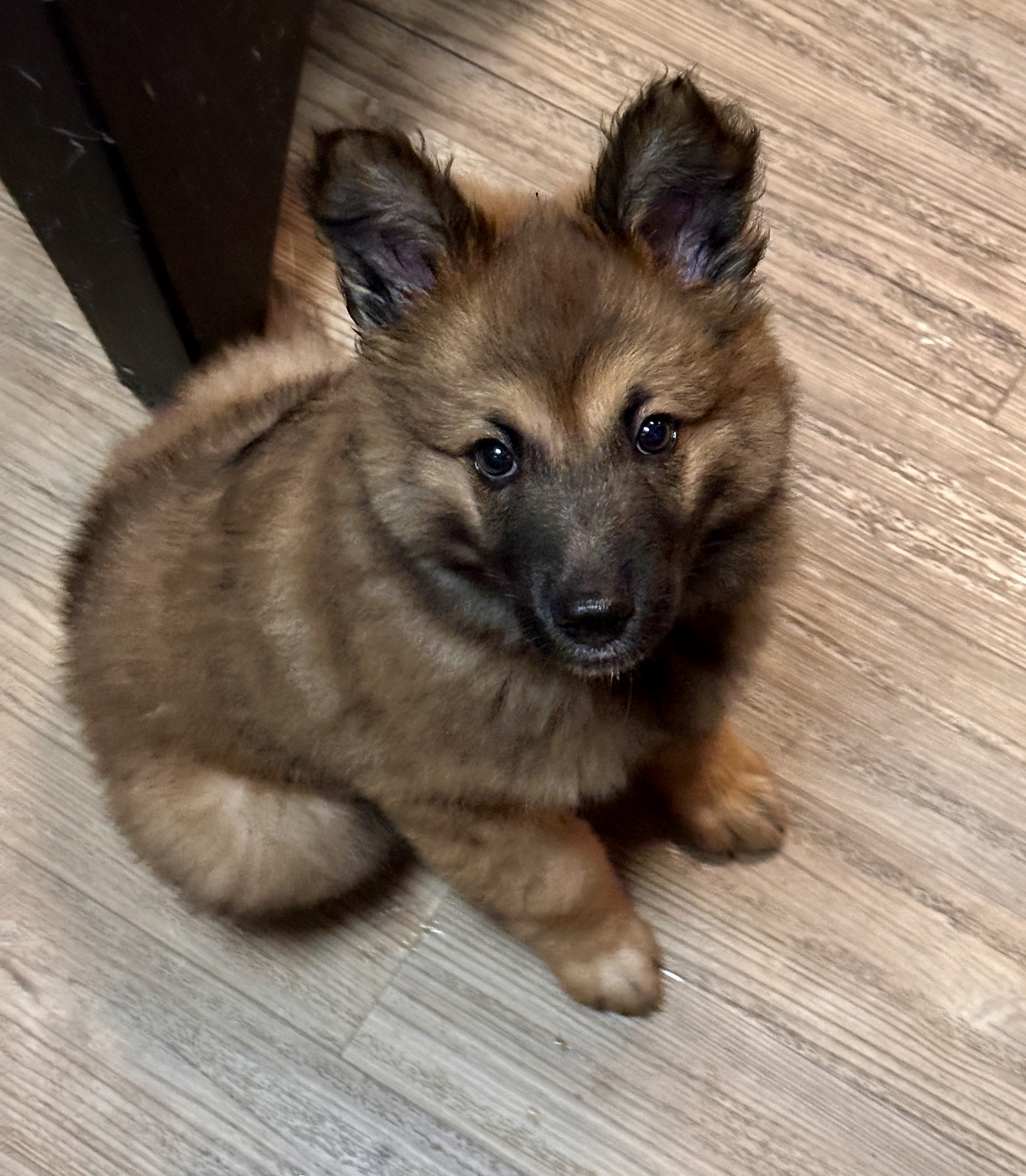 Meeko
