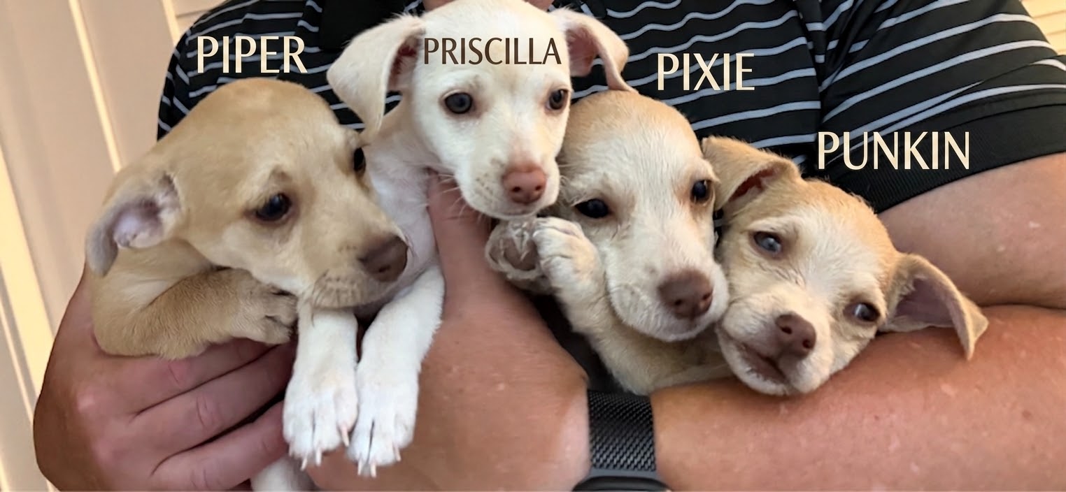 The “P” Puppies 