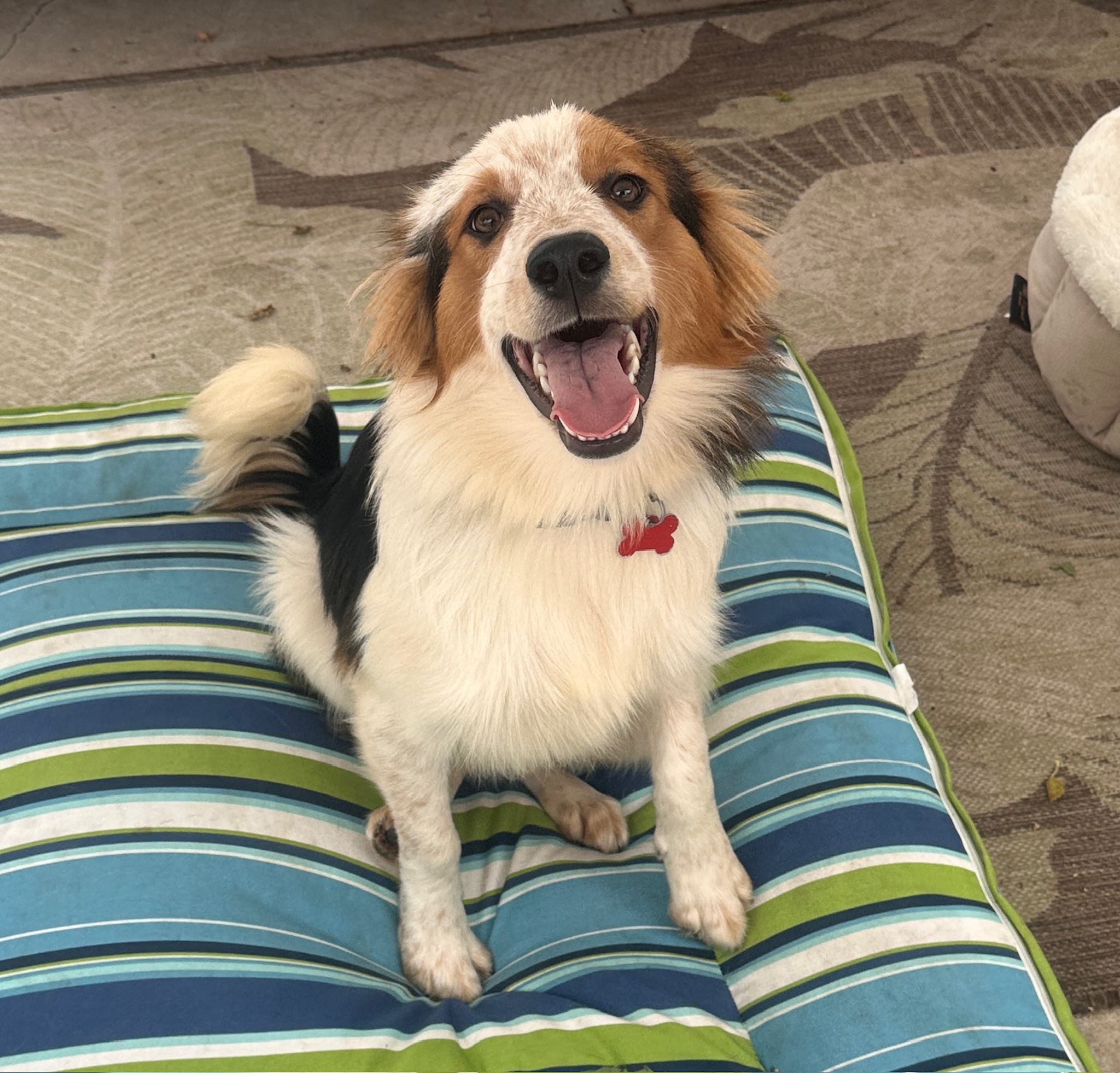 Banjo 
