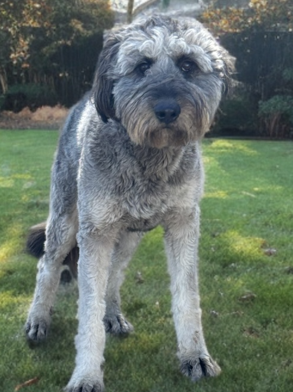 Shaggy