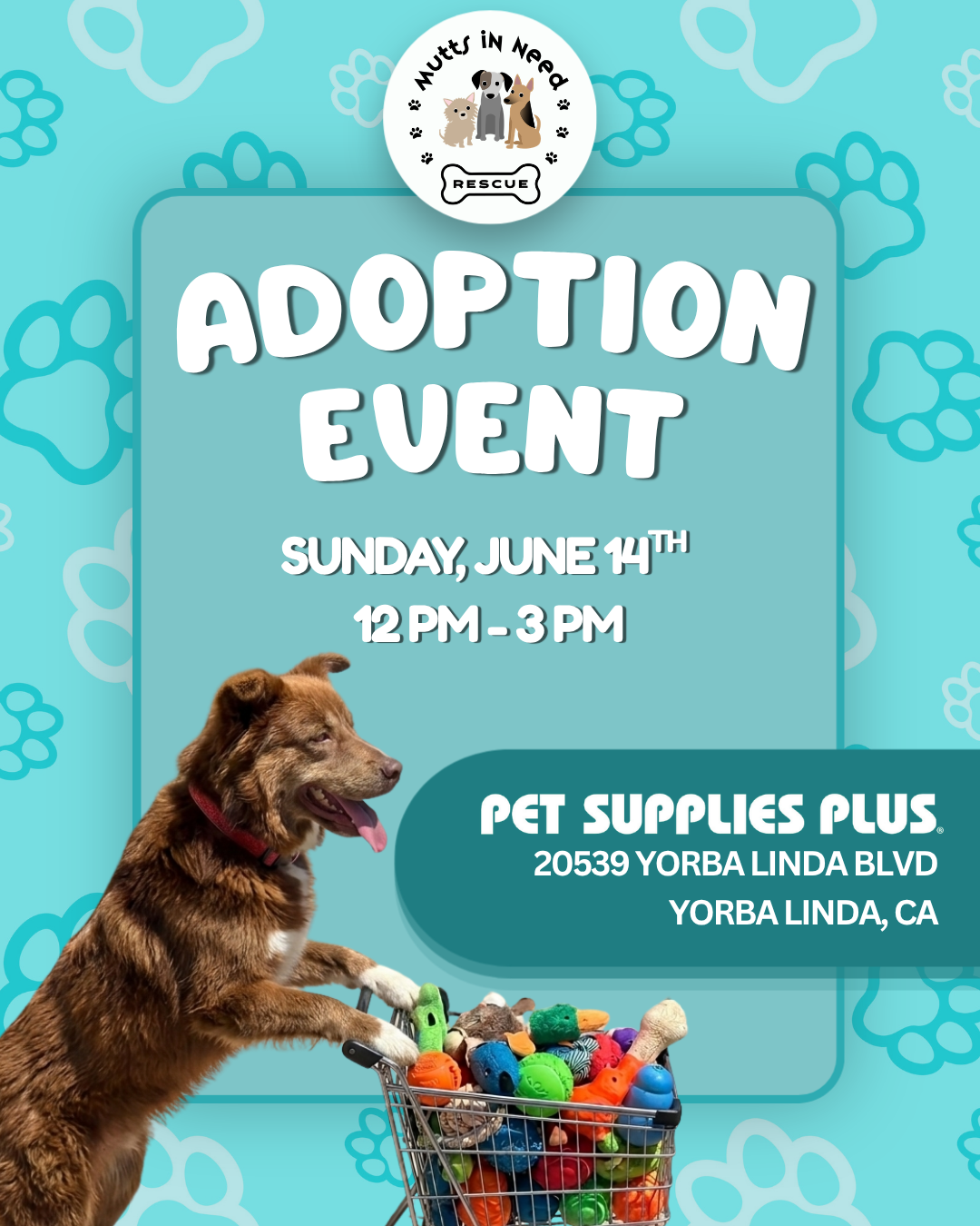 Adoption Event at Pet Supplies Plus