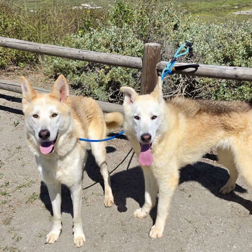 Cody & Comet