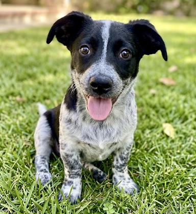 Buster