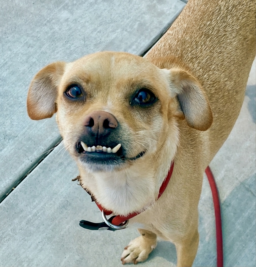 Pippa