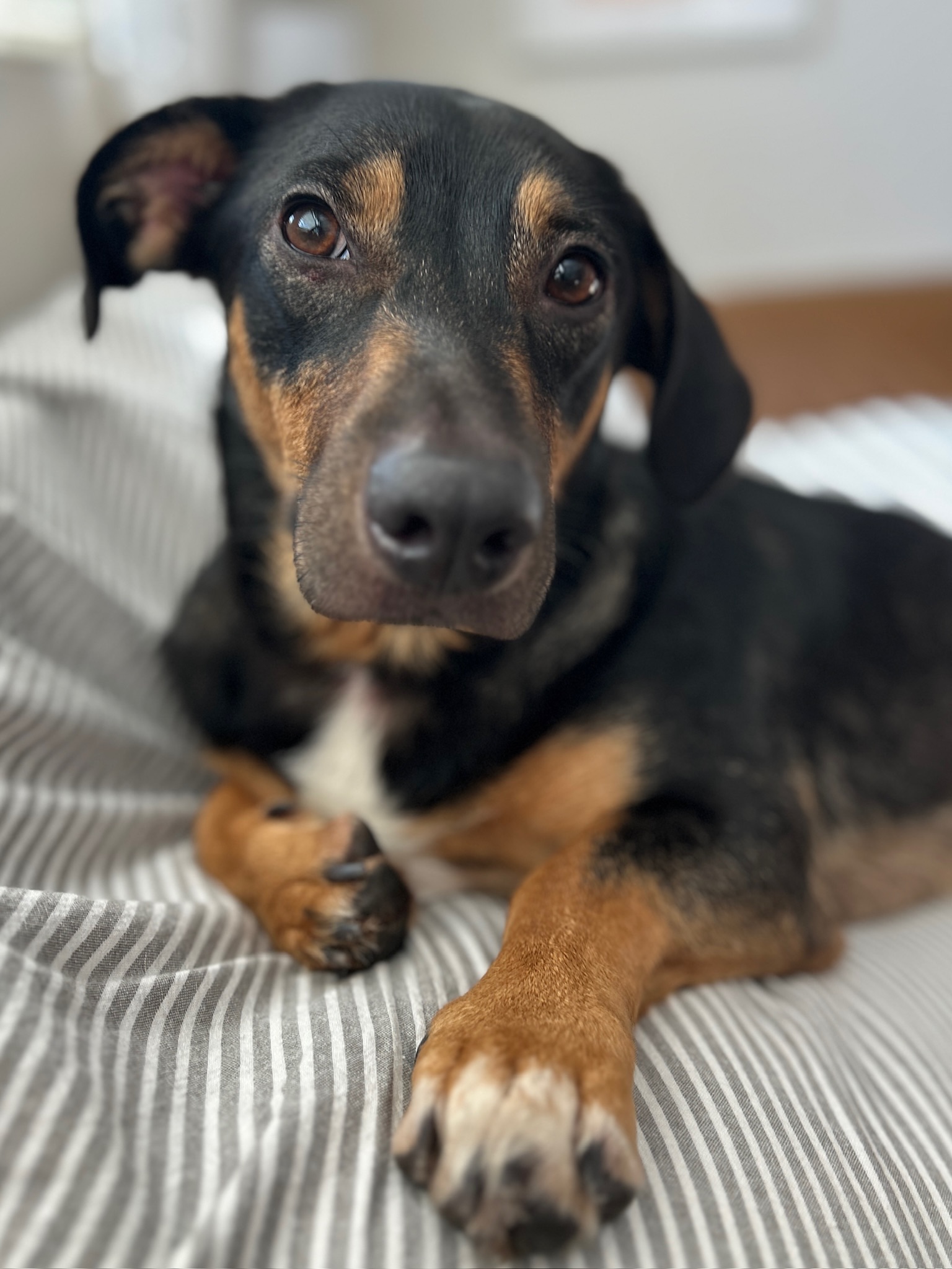 Reese