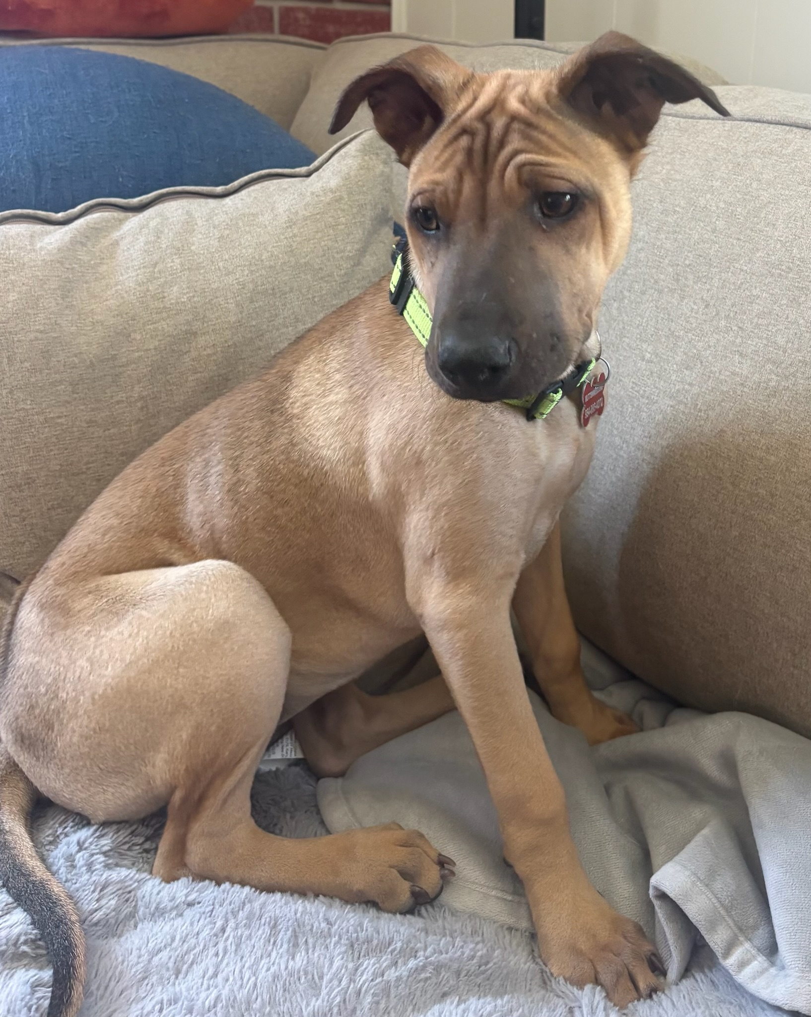 Tonka 
