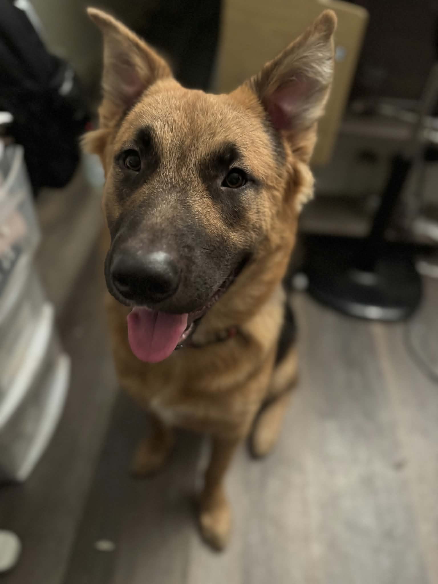 Bear