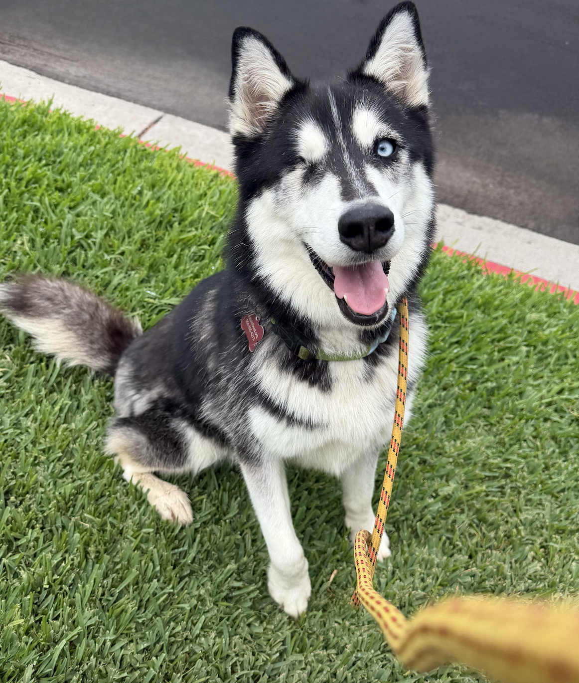 Sammi