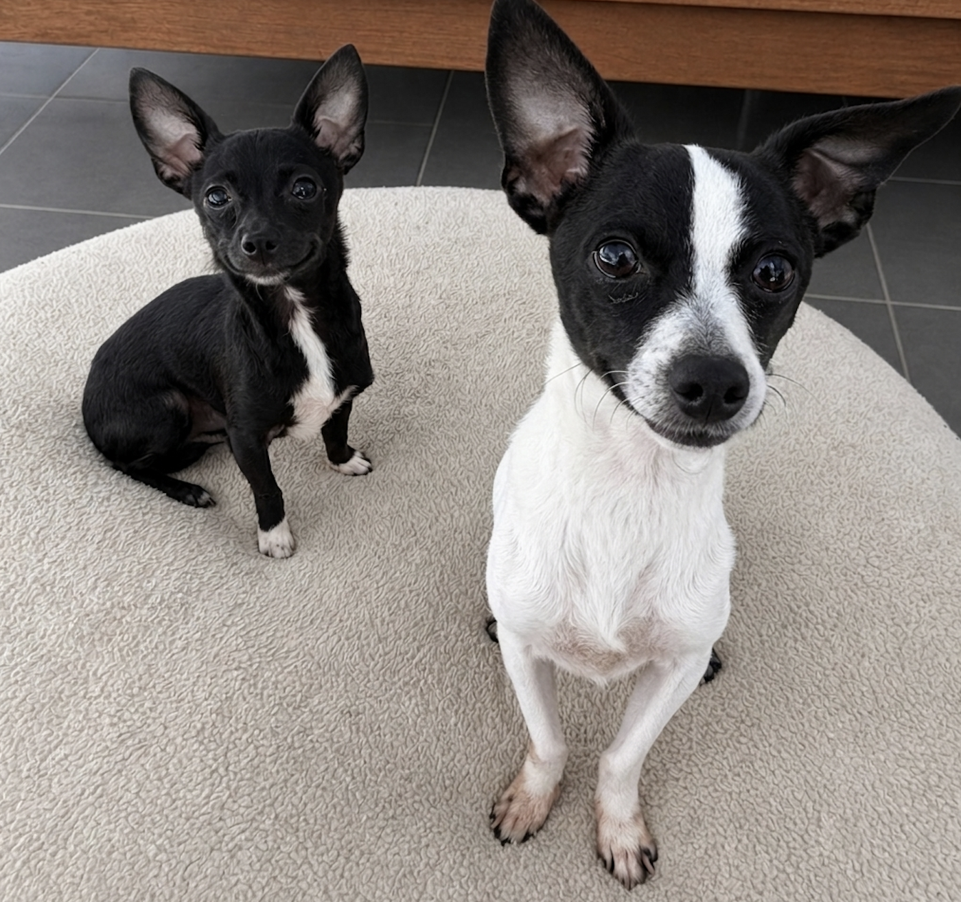 Dice + Moo Chi (bonded pair)