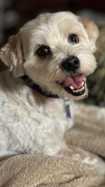 Finn