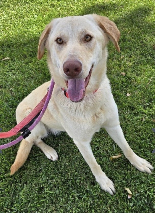 Bella Lab