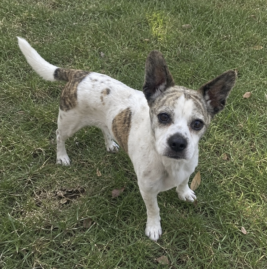 Mateo 