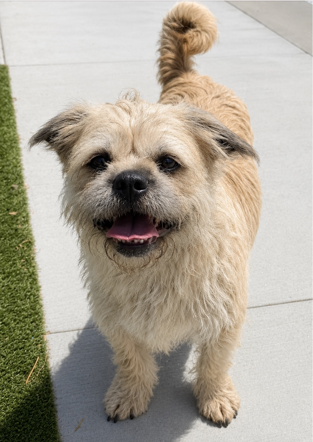 Gizmo