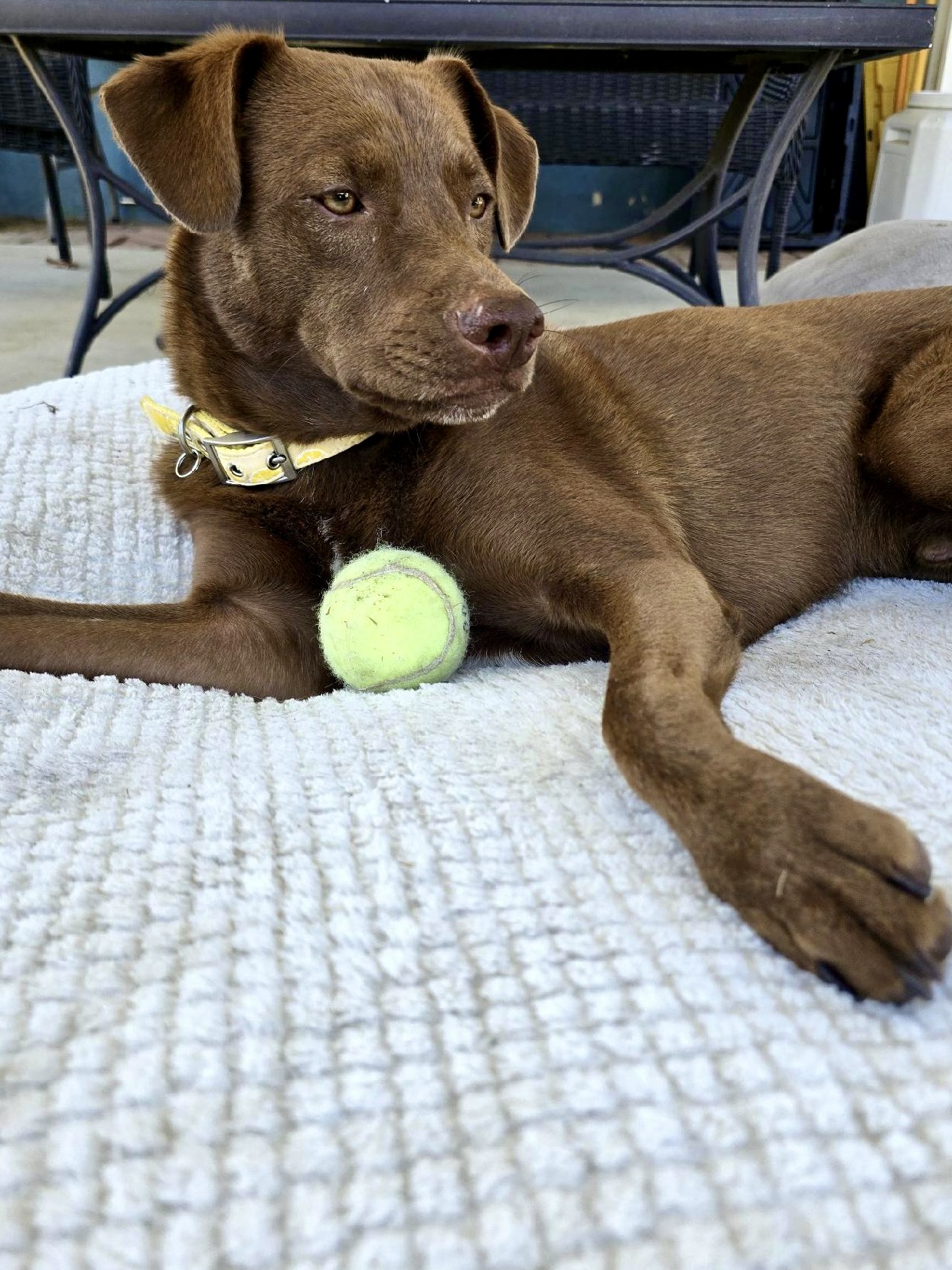Paco 2
