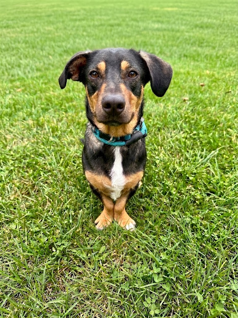 Reese