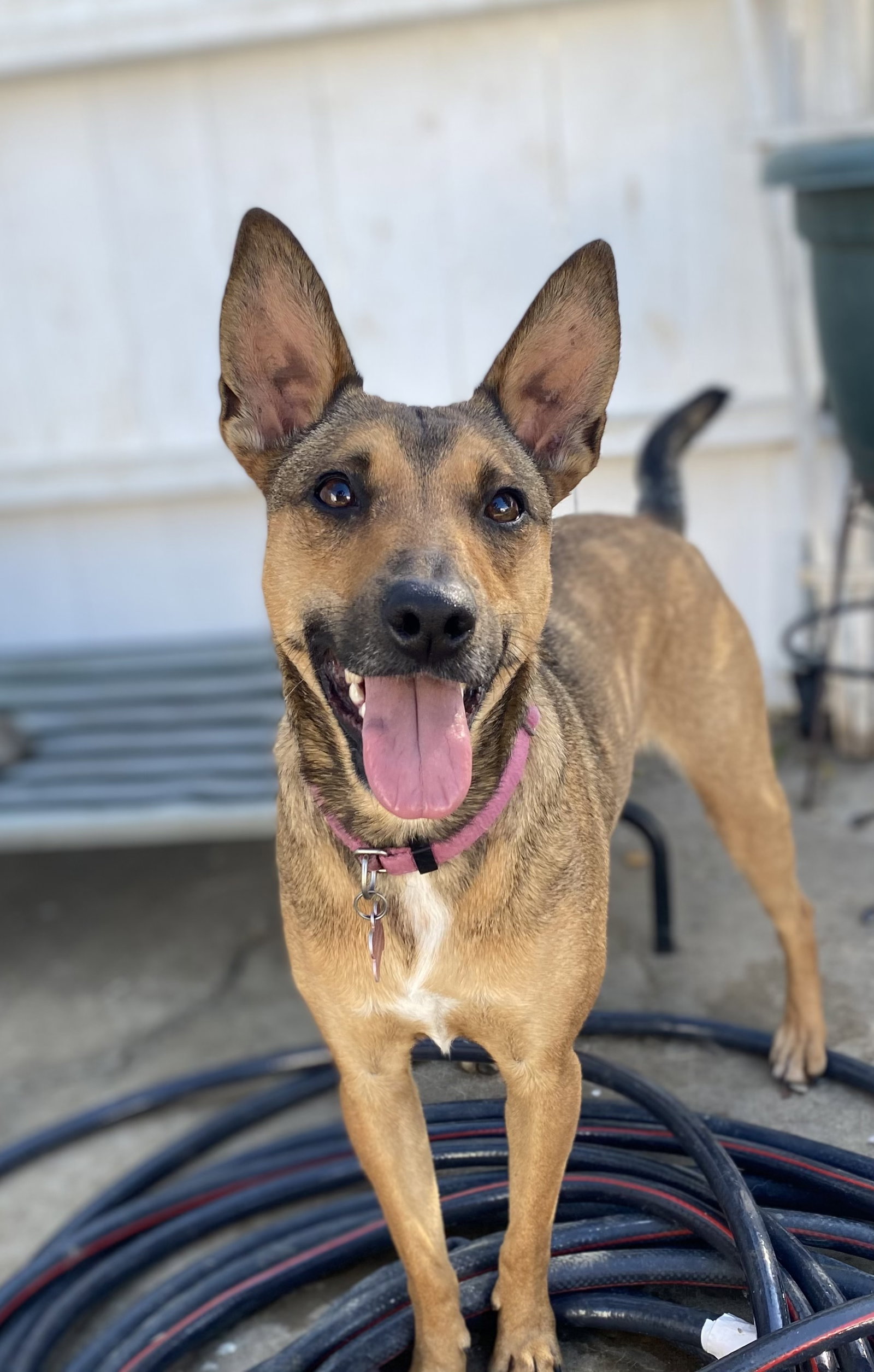 Athena