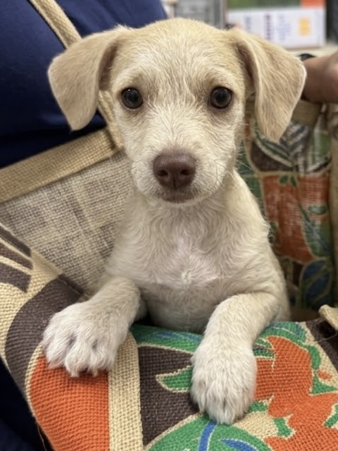 Pixie